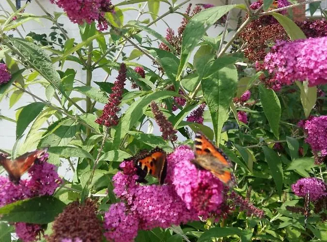 Guest house Seelust Hennstedt (Steinburg)